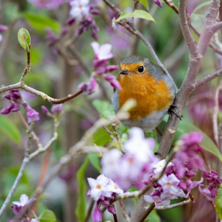 A robin on <i>Daphne</i> at RHS Harlow Carr