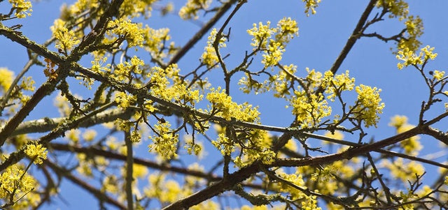 National Plant Collections