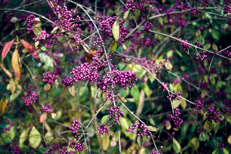 A profusion of violet