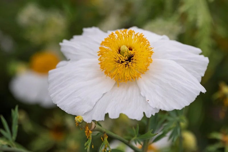 A white and yellow flower