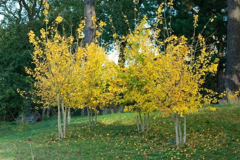 Field maple Acer campestre