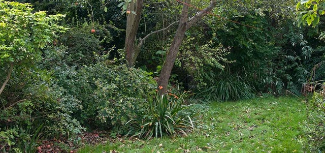 How to deal with a mature garden