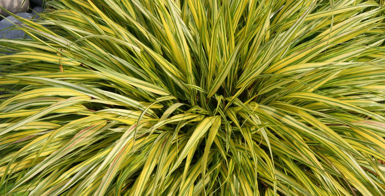 Hakonechloa