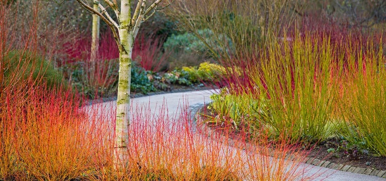 Dogwoods for winter bark