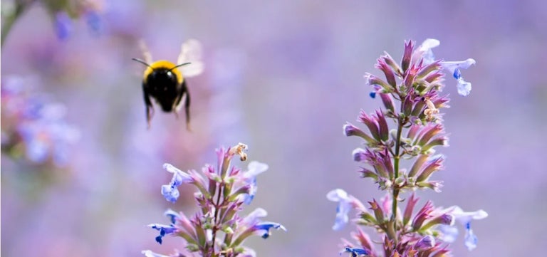 Why should I garden with the environment in mind?