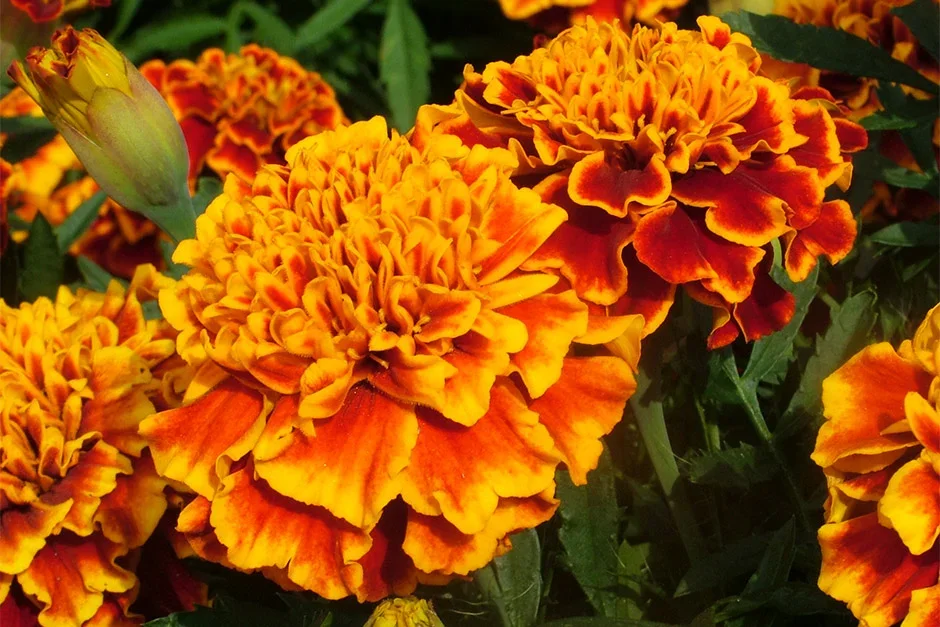 Marigolds and basil