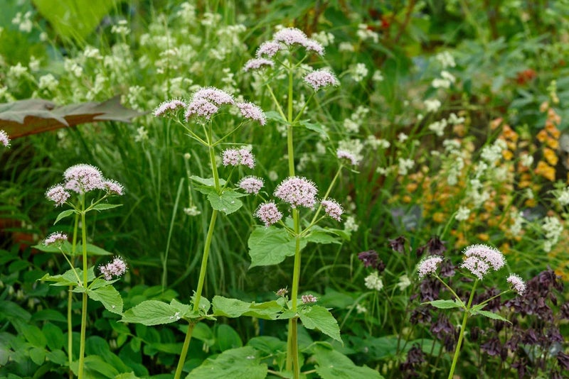 Valiant valerian