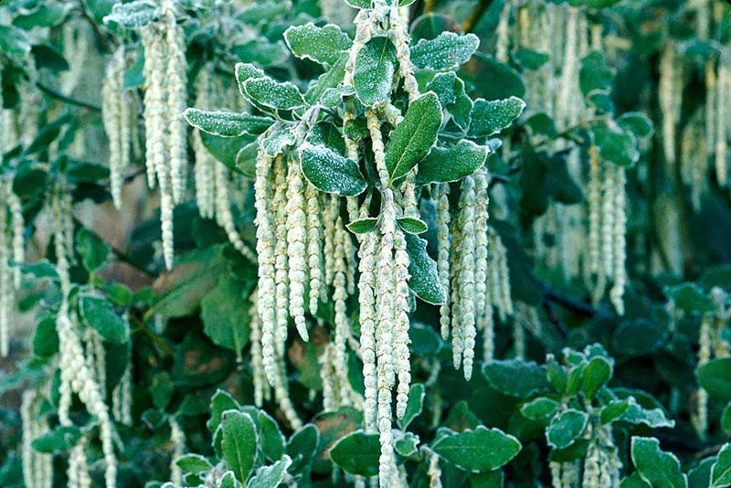 Smart evergreen