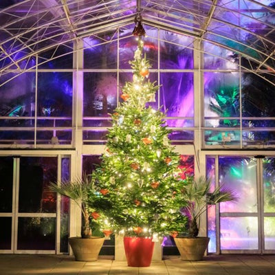 Decorated Christmas tree at RHS Wisley