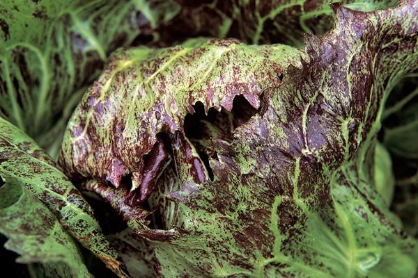 ‘Palla Rossa’ AGM