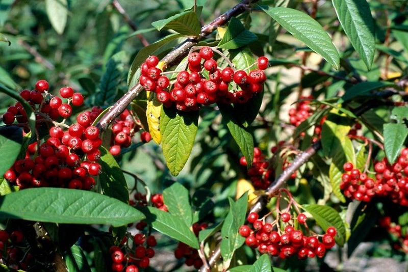 Clusters of red fruits