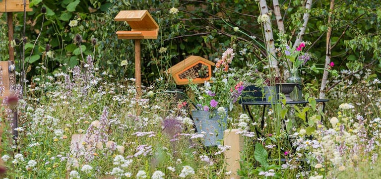Rewild your garden with tips from Springwatch