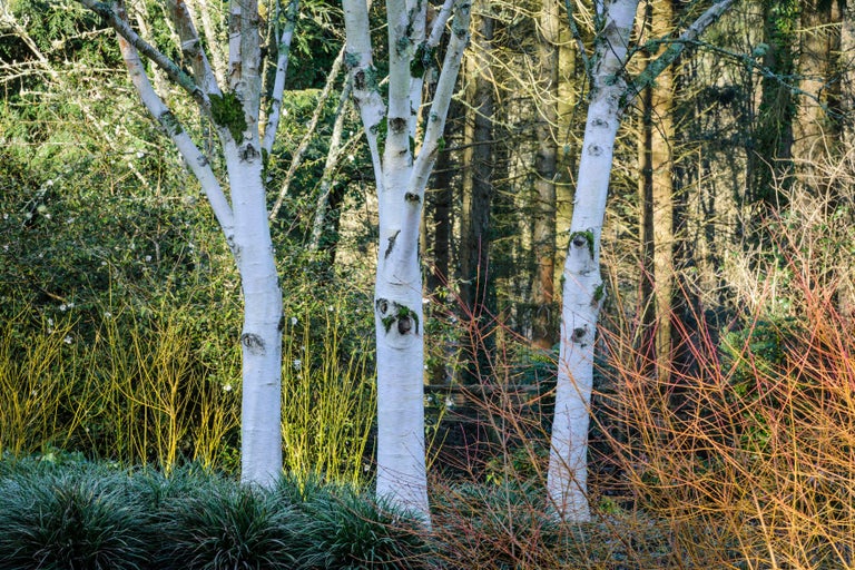 Birch