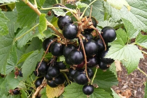 Benjamin Chenevert Rhs How to grow blackcurrants | RHS Guide