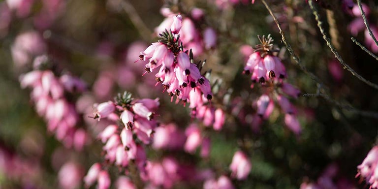 Buy ericas from RHSplants.co.uk