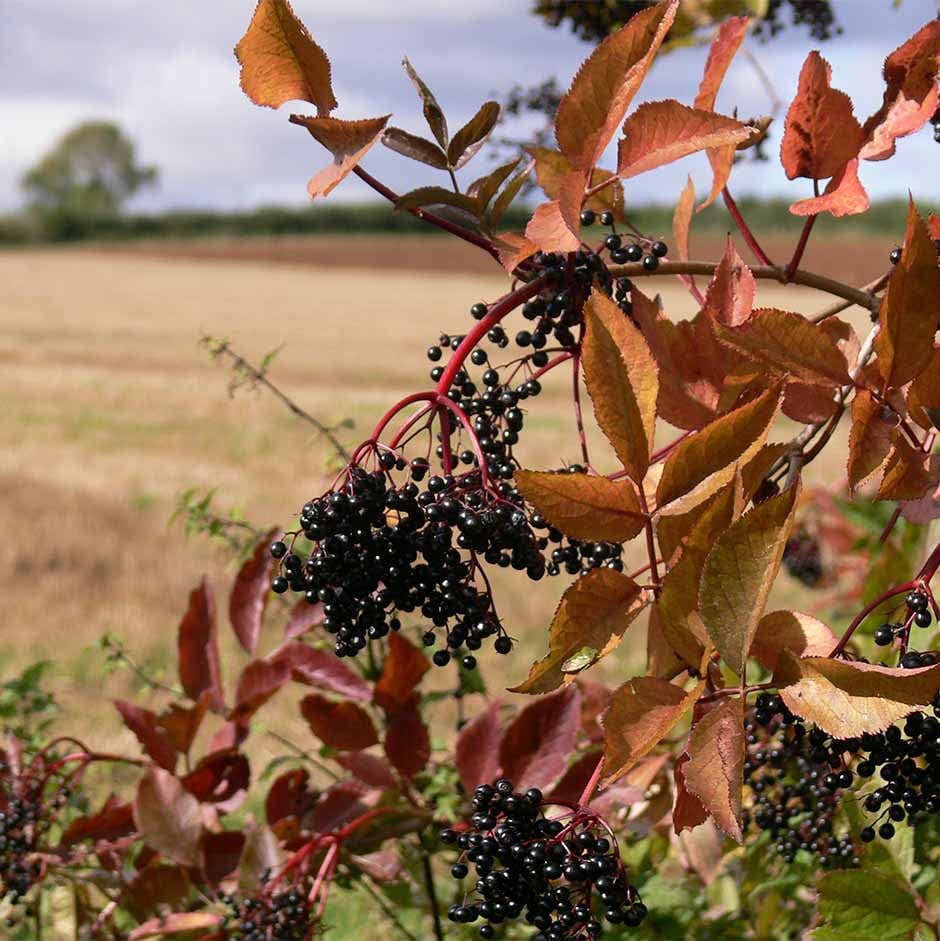 <i>Sambucus nigra</i> Elderberry RHS / Simon Garbutt