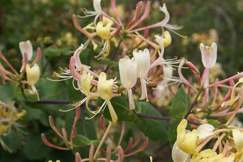 Sun-soaked scent