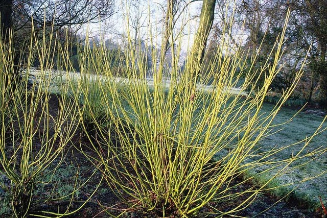 Best shrubs for cold sites