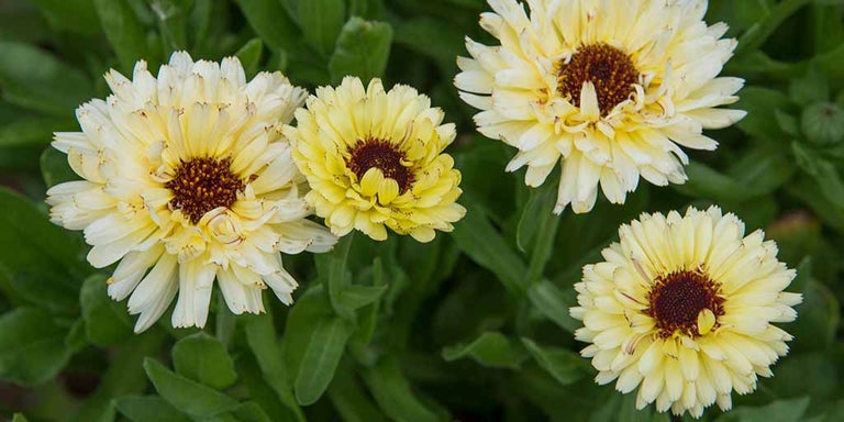 Buy calendulas from RHSplants.co.uk