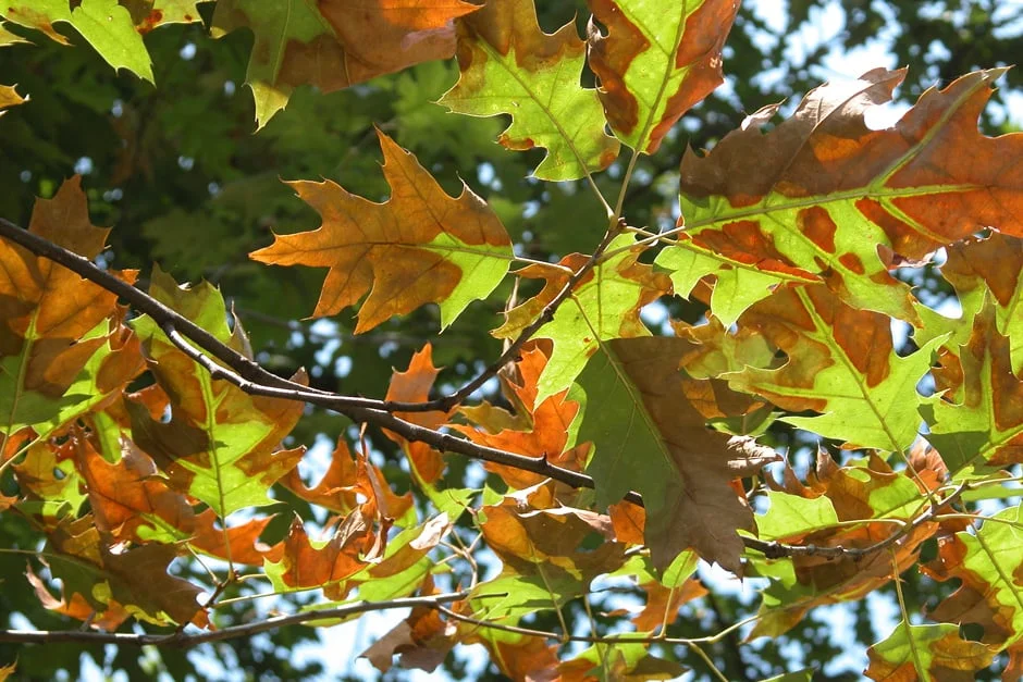 Image courtesy of Penn State Department of Plant Pathology and Environmental Microbiology Archives