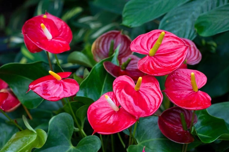 Anthuriums