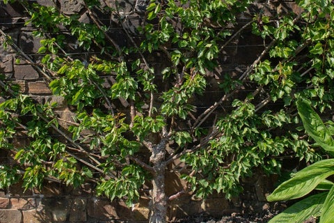 How to grow apricots | RHS Guide