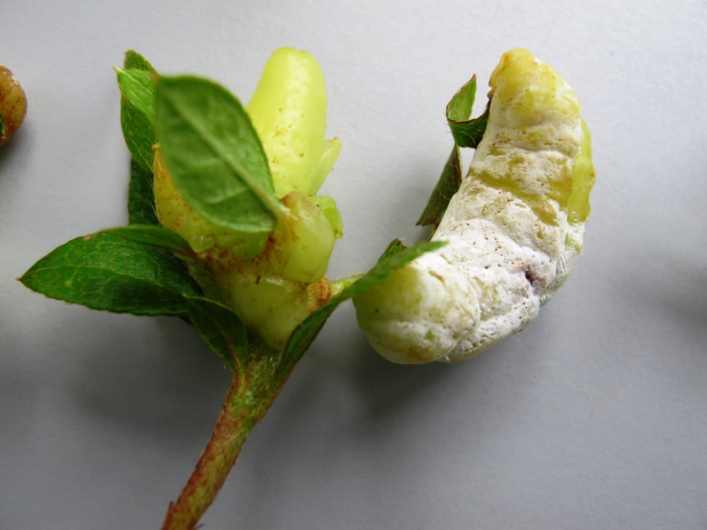 Rhododendron diseases: Symptoms & Control | RHS Advice