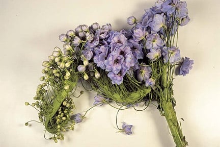 Fasciation in Plants: What It Means | RHS Advice