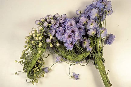 Flower Balling: Causes & Prevention | RHS Advice