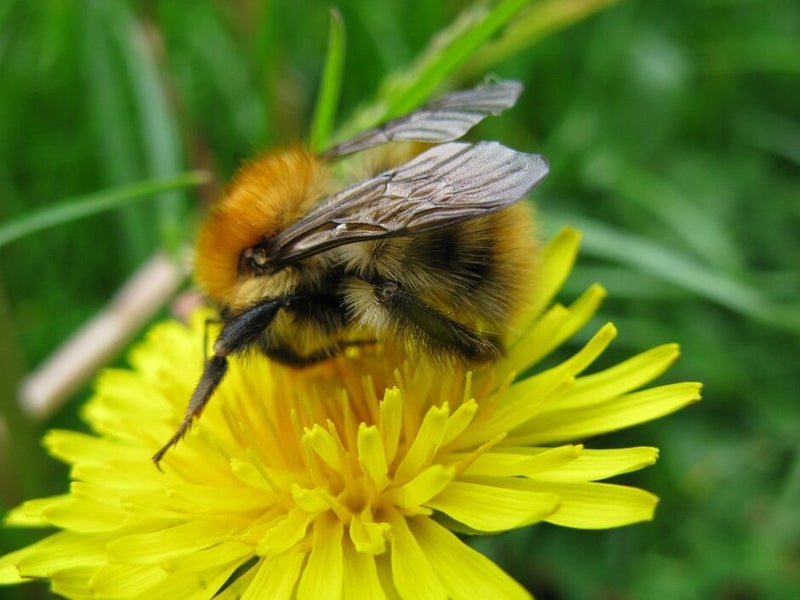 Dandelion | RHS Advice