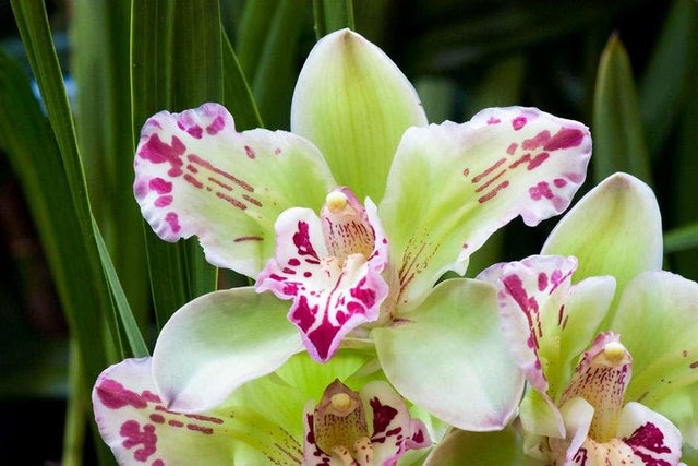 How to grow orchids