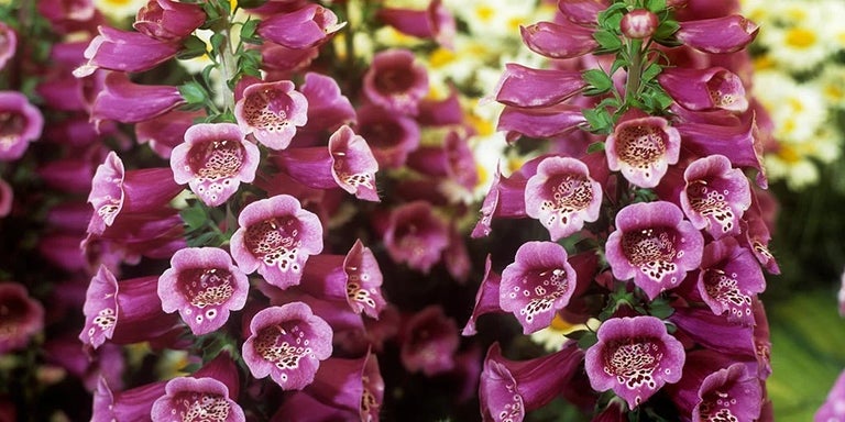 Buy foxgloves from RHSplants.co.uk