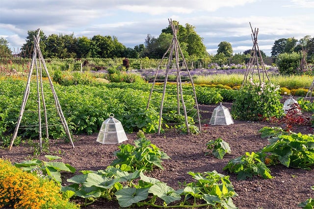 Vertical Veg