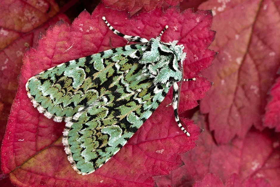 Merveille du jour (Dichonia aprilina)