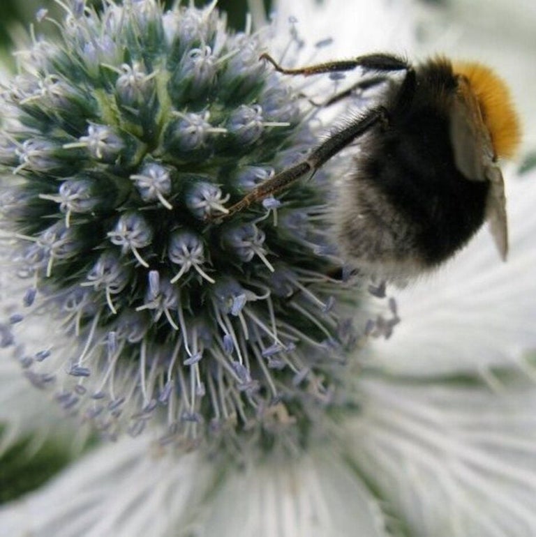 Plants to attract pollinators: blue and white