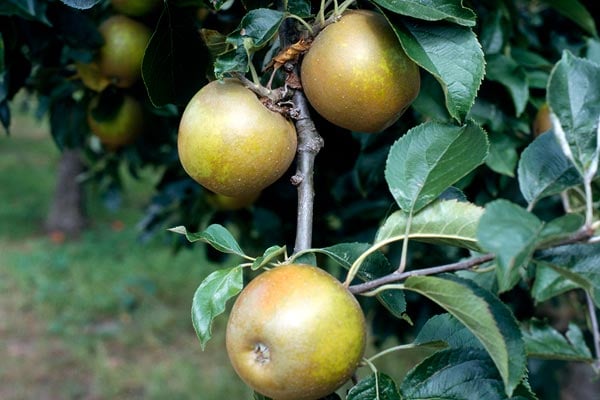 'Egremont Russet' AGM