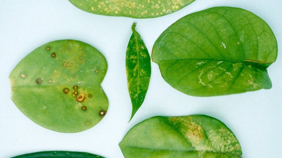 tobacco mosaic virus rhs Plant Viruses: Identification & Management tobacco mosaic virus rhs Plant Viruses: Identification & Management