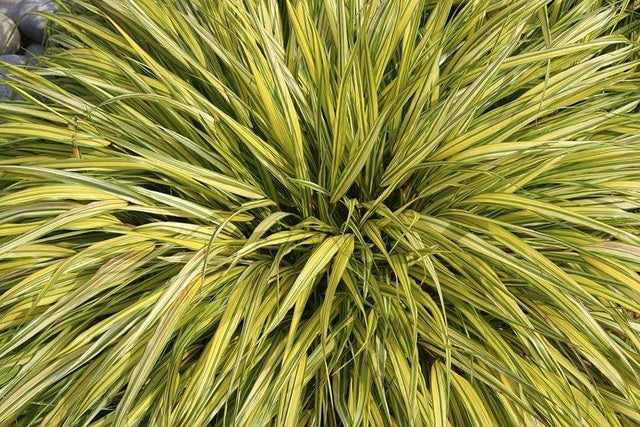 Top ten autumn grasses