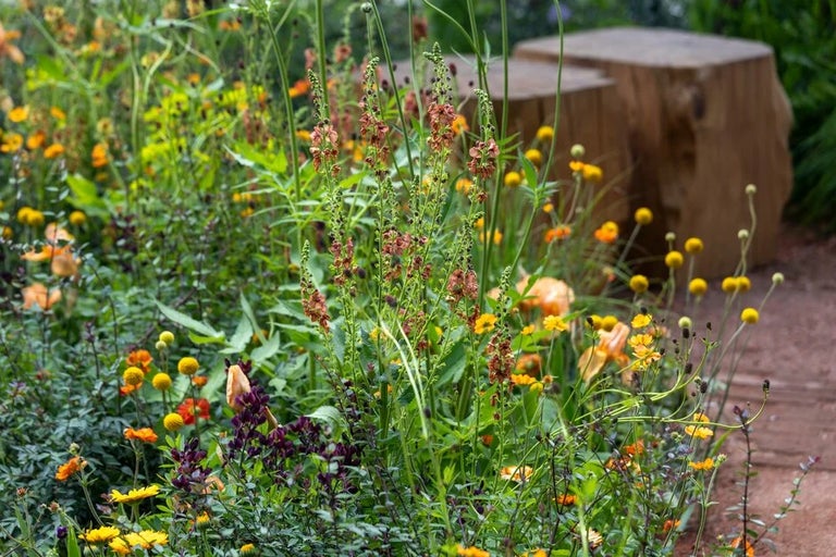 Be inspired by plants and design at RHS Chelsea, 20 - 24 May 2025