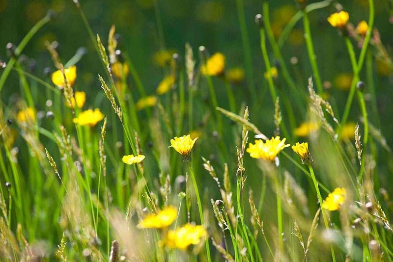 Lawn Care for Drought Conditions | RHS Advice