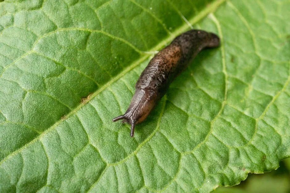 Tramp slug