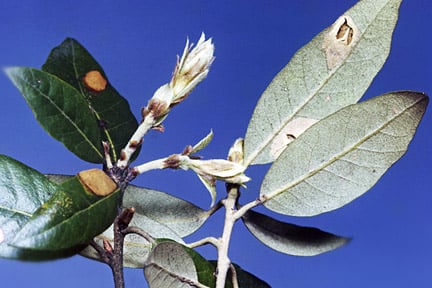 Holm oak leaf miner (<i>Phyllonorycter messaniella</i>) on Holm oak (<i>Quercus ilex</i>). Credit: RHS/Entomology.