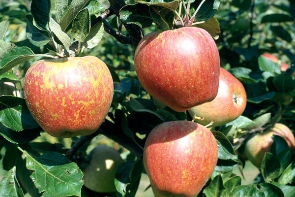 'Kidd's Orange Red' AGM