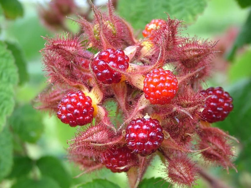 Japanese wineberry