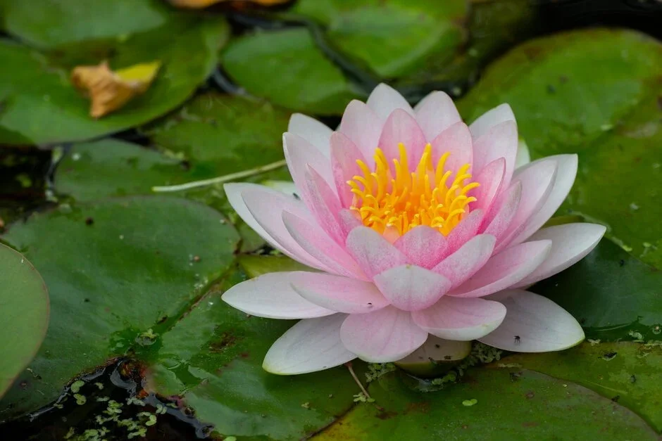 Lincolnshire Pond Plants Ltd