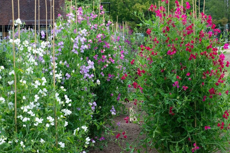 Sweet peas trial results 2022–2023