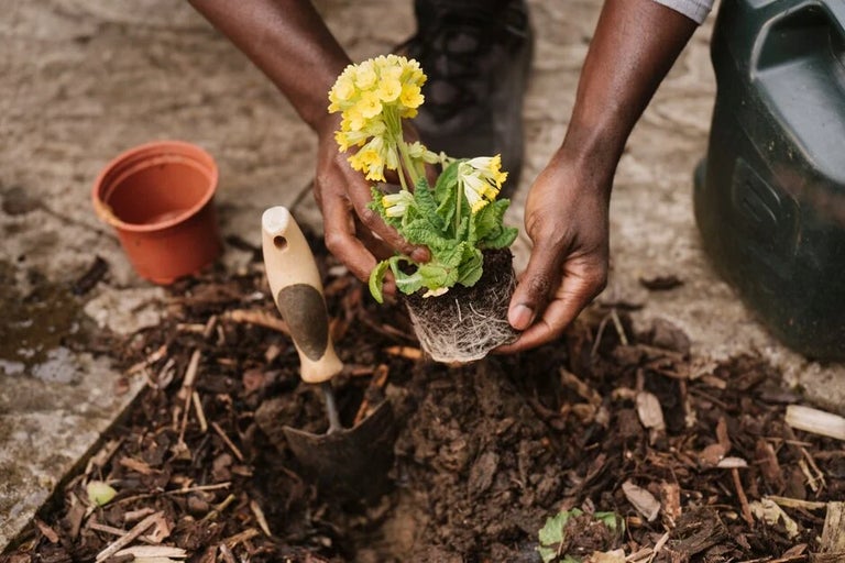 Discover more about community gardening