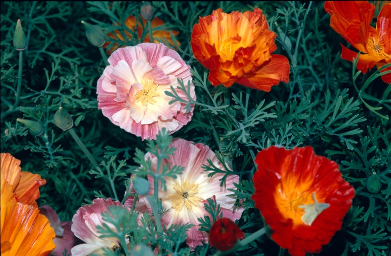 Buy California poppies from RHSplants.co.uk