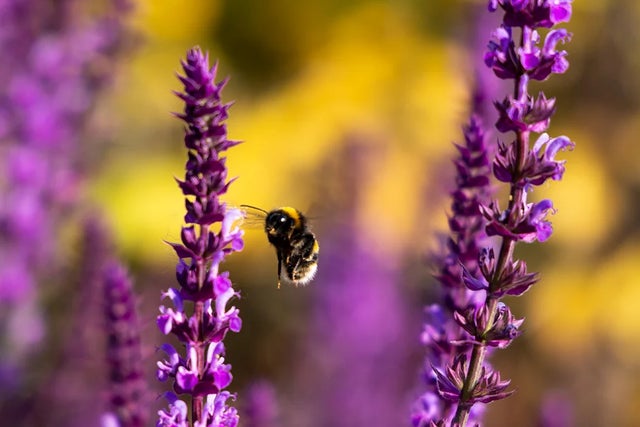 Wildlife gardening