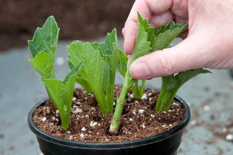 10 top tips for growing peat-free